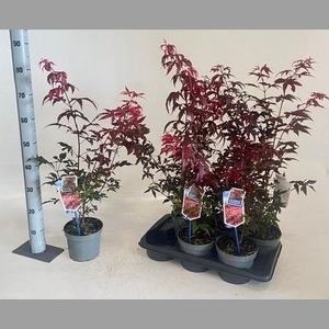 ACER PA ATROPURPUREU
