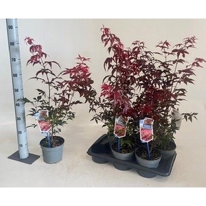 ACER PA ATROPURPUREU