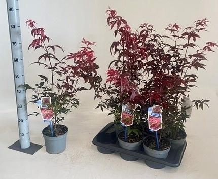 <h4>ACER PA ATROPURPUREU</h4>