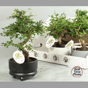 BONSAI GEM