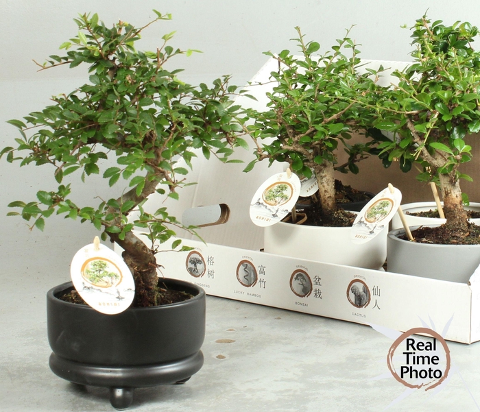 <h4>BONSAI GEM</h4>