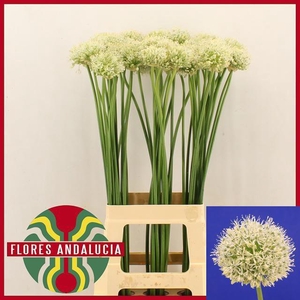 ALLIUM MOUNT EVEREST