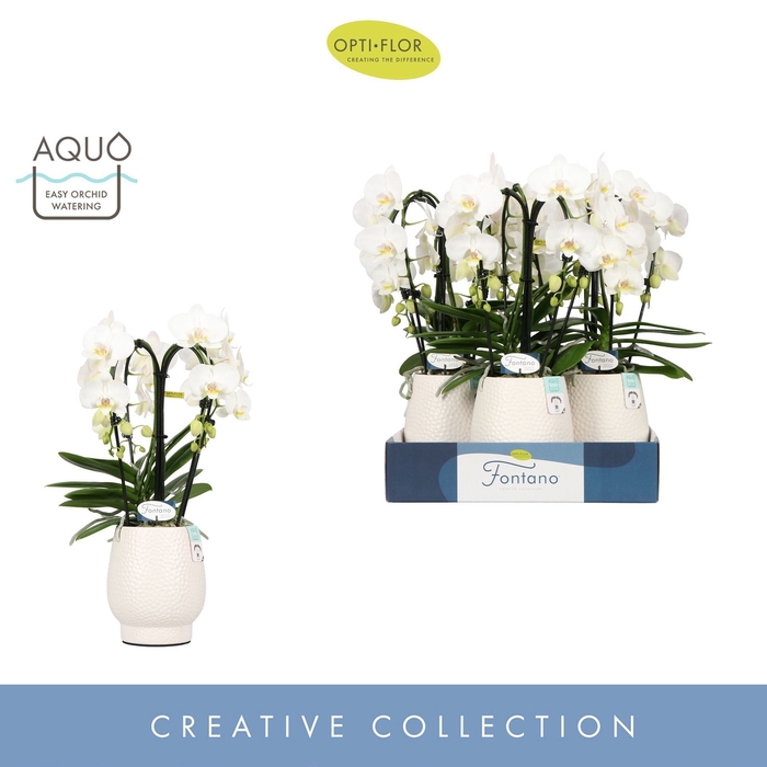 <h4>Phalaenopsis wit meer takken</h4>