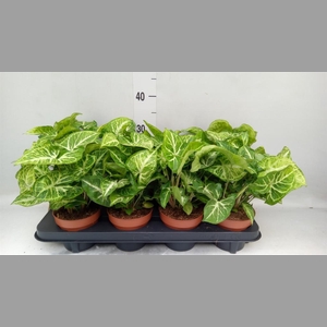 Syngonium  'Arrow'