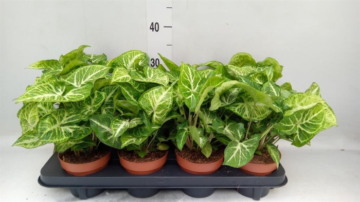 <h4>Syngonium  'Arrow'</h4>