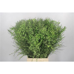 Ginster Green Per Bunch