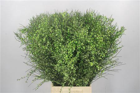 <h4>Ginster Green Per Bunch</h4>