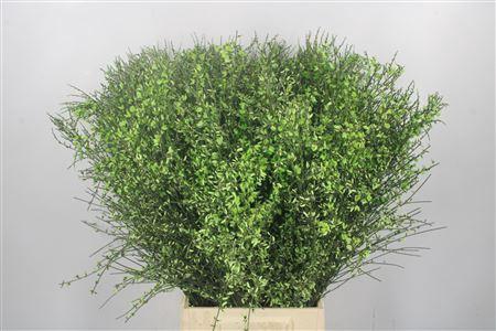 <h4>Ginster Green Per Bunch</h4>