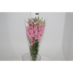BOCA DE LEAO CALIMA PINK 070 CM PIN