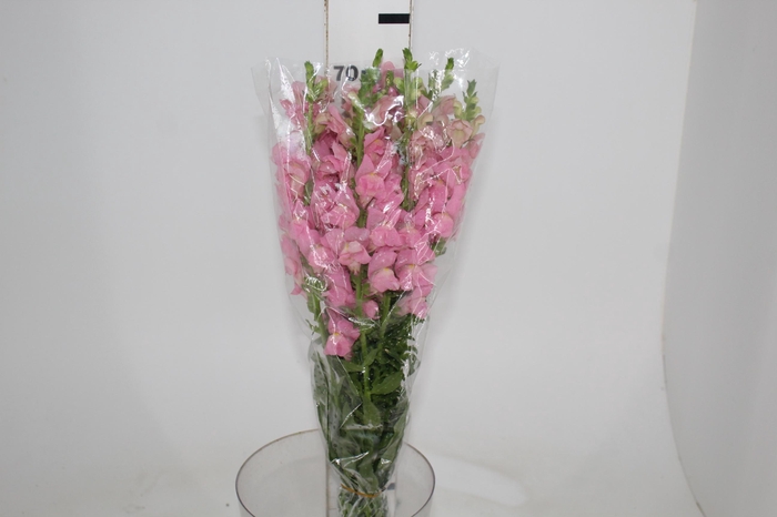 <h4>BOCA DE LEAO CALIMA PINK 070 CM PIN</h4>