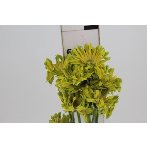 GERBERA PASTINI PISTACCHIO < 050 CM < 10 CM DIAM