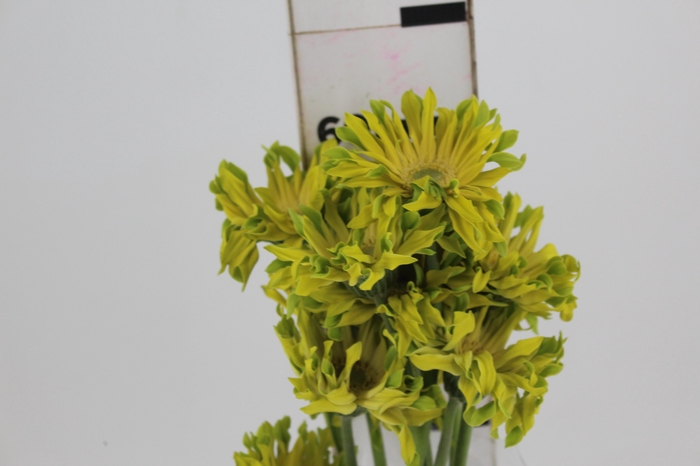 <h4>GERBERA PASTINI PISTACCHIO < 050 CM < 10 CM DIAM</h4>