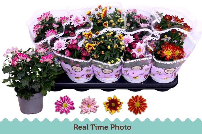 <h4>CHRYS GEM 2 KL BLOEM</h4>