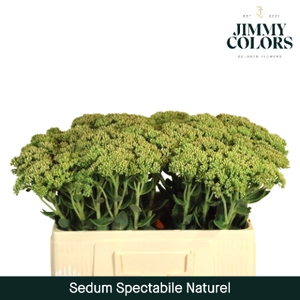 Sedum L55 naturel Naturel