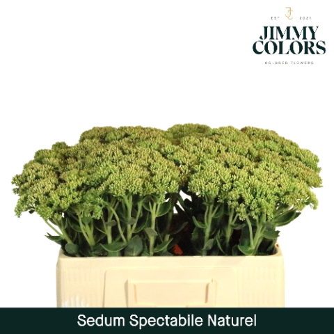 <h4>Sedum L55 naturel Naturel</h4>