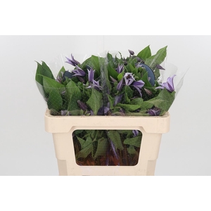 Clem Star River Lavendel