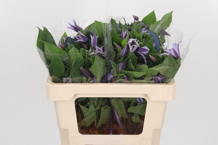 <h4>Clem Star River Lavendel</h4>