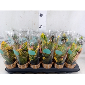 Codiaeum var. KL   ...mix 3