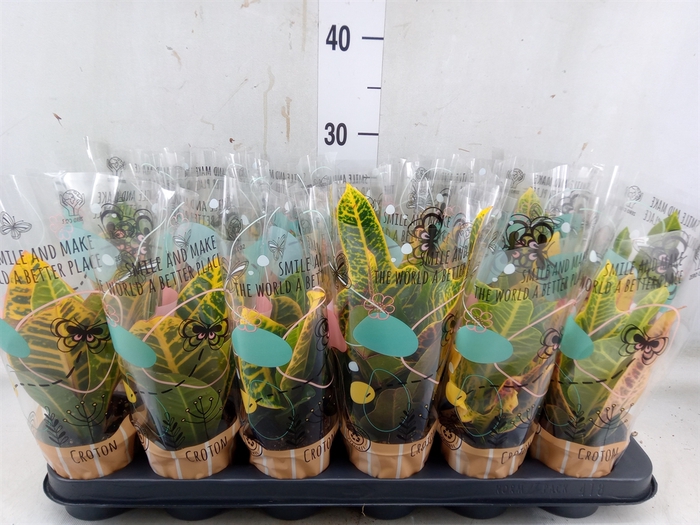 <h4>Codiaeum var. KL   ...mix 3</h4>