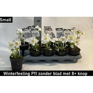 HELL NI WINTER FLEUR