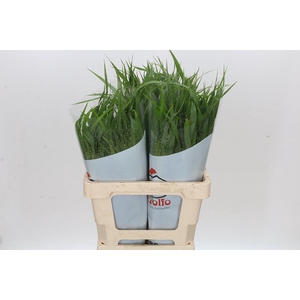 Panicum Fountain