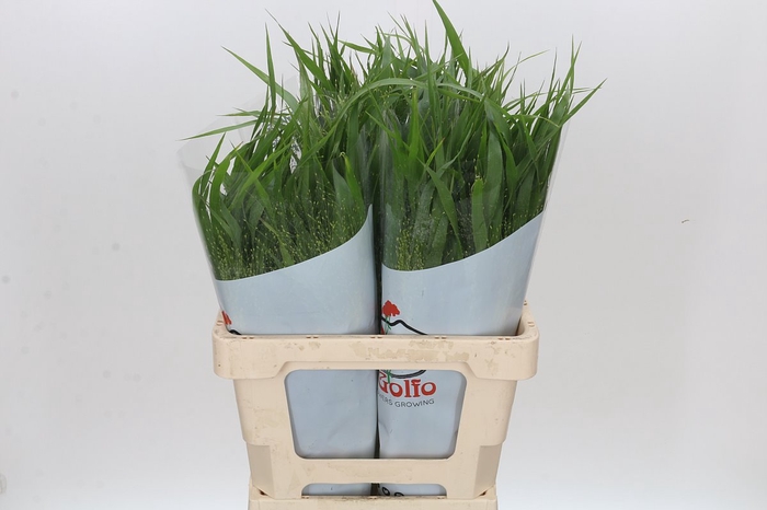 <h4>Panicum Fountain</h4>