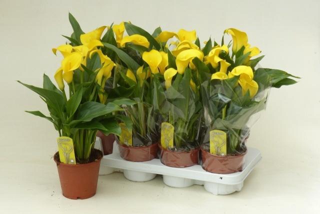 <h4>ZANT SUNCLUB</h4>