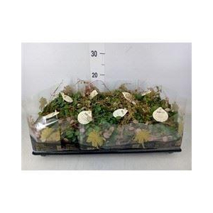 Peperomia  'Pepperspot'