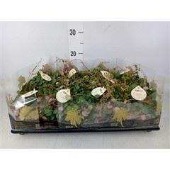 <h4>Peperomia  'Pepperspot'</h4>