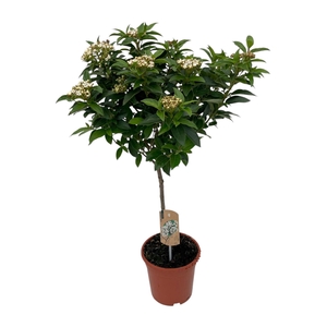 Viburnum tinus