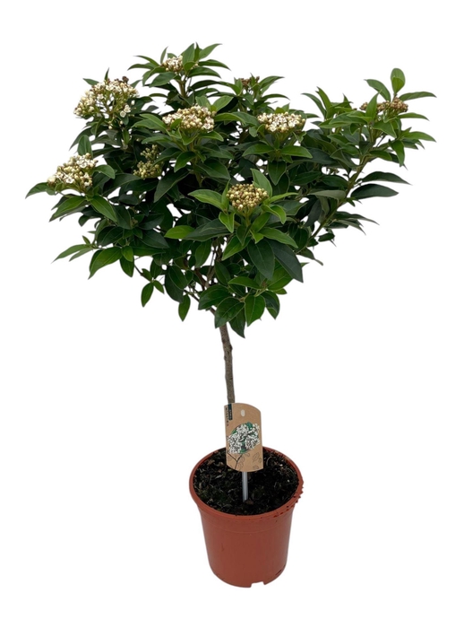 <h4>Viburnum tinus</h4>