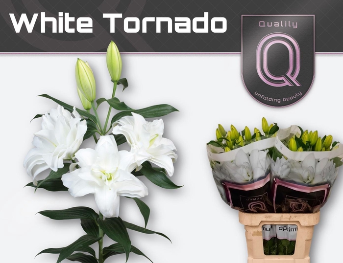 <h4>LI OR DU WHI TORNADO</h4>