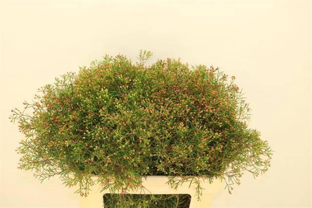 <h4>CHAME UN JUPITER</h4>