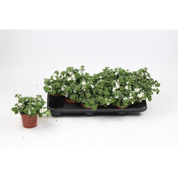 <h4>Bacopa Wit</h4>