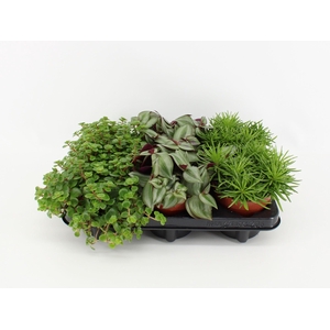 Ov Kamerplanten Gemengd