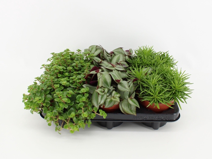 <h4>Ov Kamerplanten Gemengd</h4>