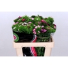 Dianthus Br Am Mix Rainbow (min 27x100)