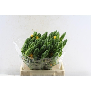 Ornithogalum Volcan Sol