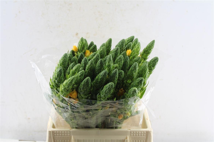 <h4>Ornithogalum Volcan Sol</h4>