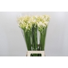 Agapanthus Gletsjer