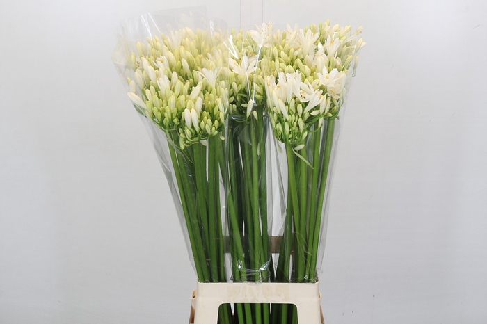 Agapanthus Gletsjer
