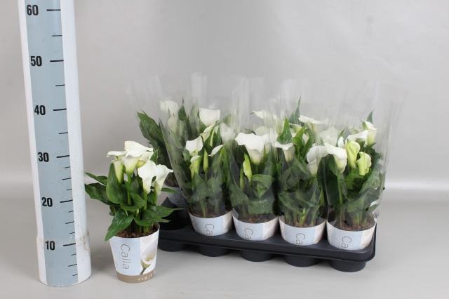 <h4>ZANT CAPT FRESCO</h4>