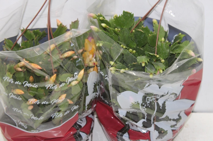 <h4>FLOR DE MAIO C21</h4>