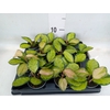Tradescantia   ...