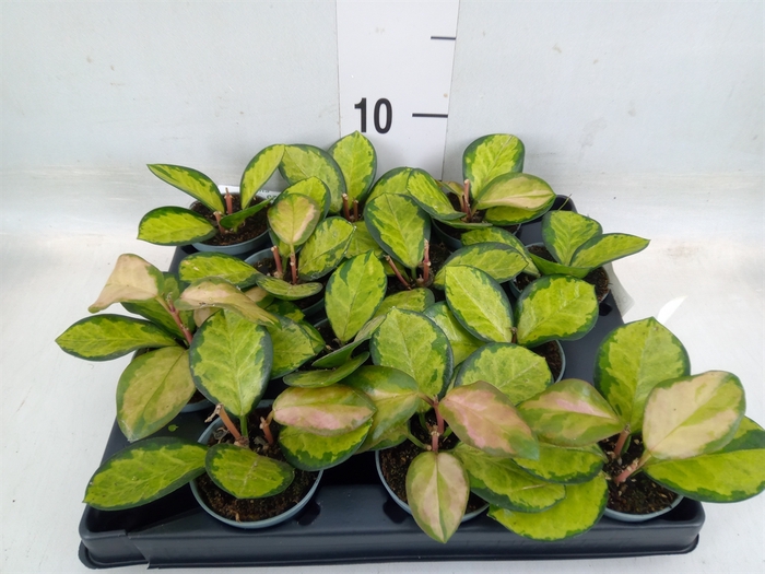 Tradescantia   ...