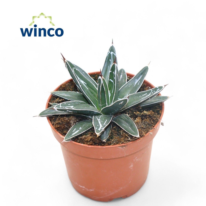 <h4>Agave Victoriae-reginae</h4>