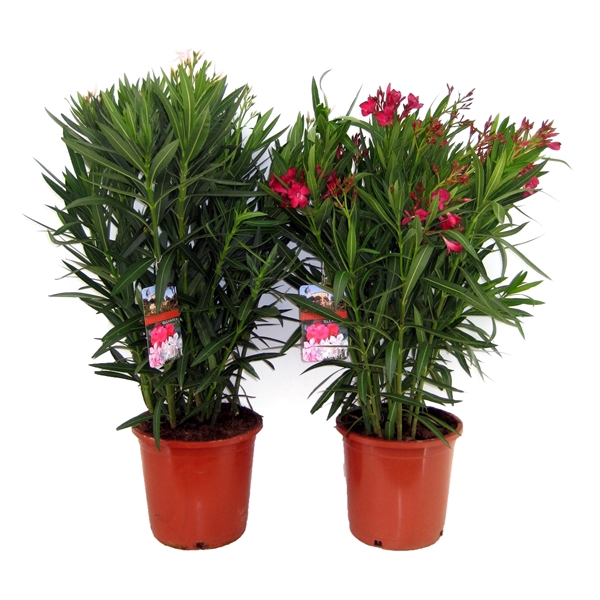 <h4>Nerium Oleander</h4>