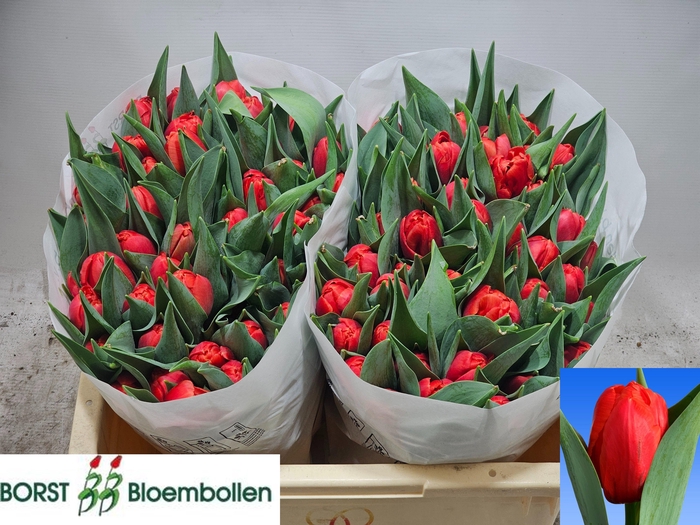 <h4>TU DU CORAL SUNSET</h4>