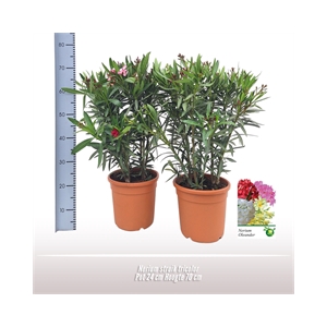 Nerium oleander struik tricolor