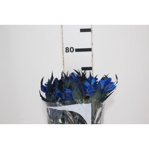 ALSTROEMERIA TINGIDA 080 CM AZUL